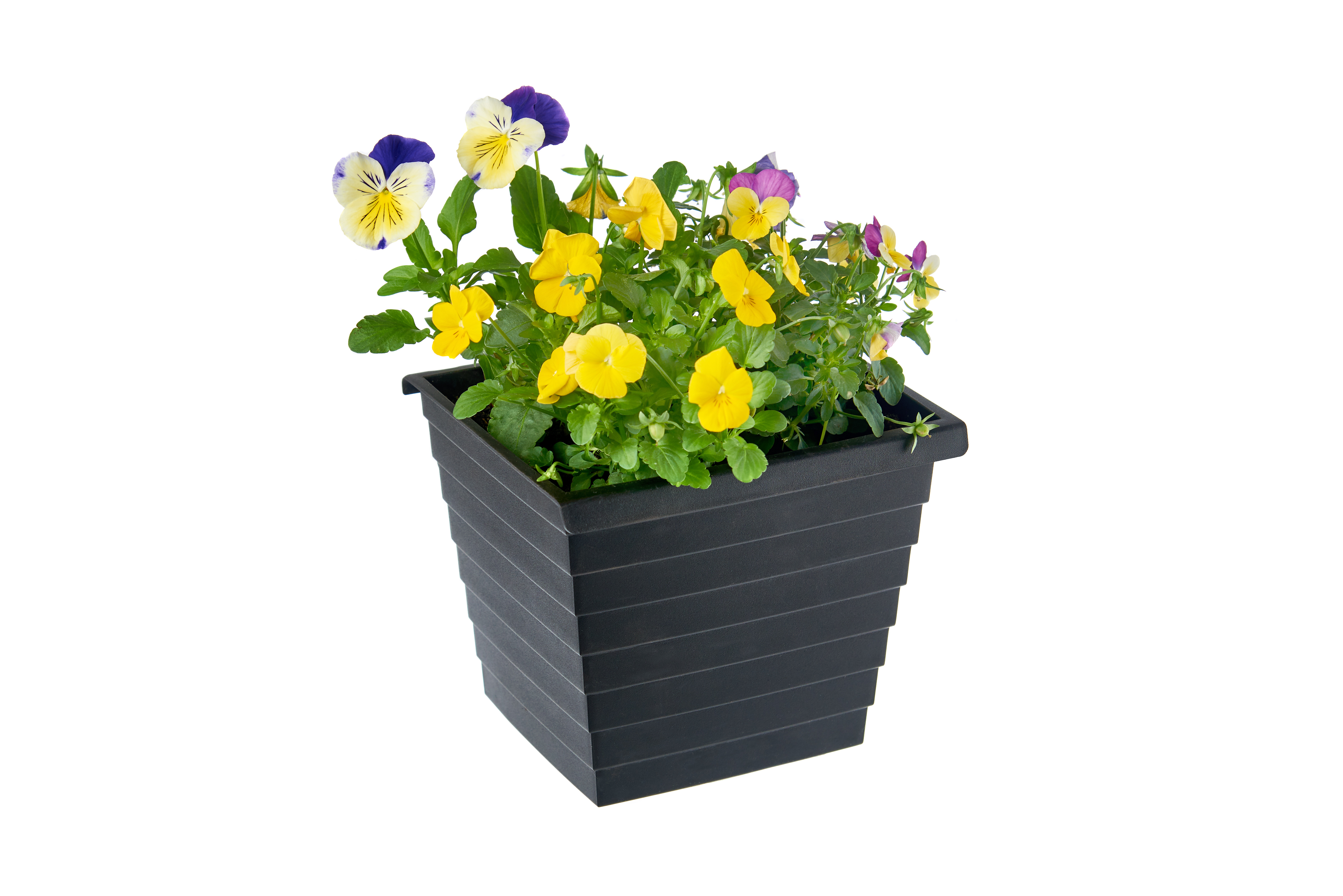 gabioka flowerbox simple